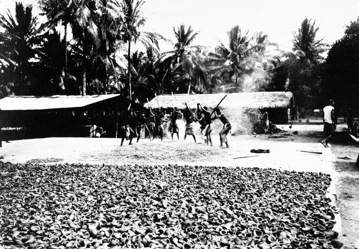 Mosambik 1914. Fra en av kokospalmeplantasjene til selskapet Soc. du Madal i Quelimane.