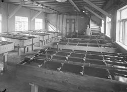 Utklekkingsrommet ved Trondhjem biologiske stasjon