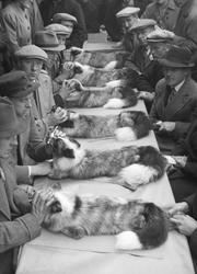 Huitfeldtreven fra Foxtrott pelsdyroppdrett i Klæbu