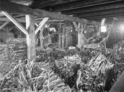 Fra brygga til C. Poulsen A/S - tørrfisk sorteres og buntes