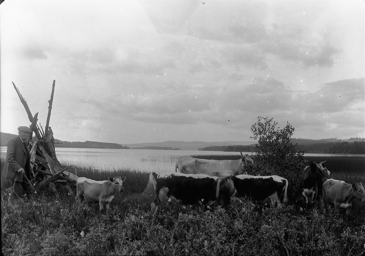 Næra, innsjø i Ringsaker, overlærer og kunstner Johan Nordhagen sammen kyr, ku, kalver, 

