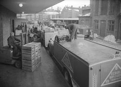 Kusker ved E.C. Dahls Bryggeri på Kalvskinnet.