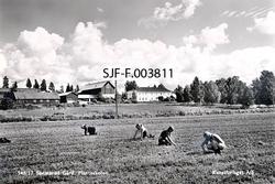 Fra skogplanteskolen på Sønsterud i Åsnes i Hedmark.  Fotogr
