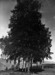 v/ Breidablikk Hotell  Valdres