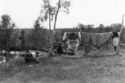 Tørking av reinskinn på snor. Solsletten gård 1953.