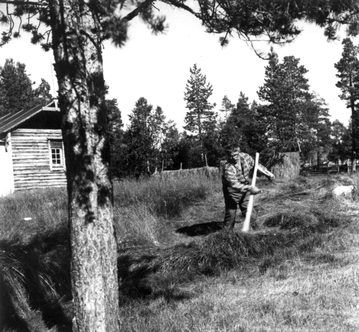 Hornskjæreren Per Hætta slår gresset med en ljå, i bakgrunnen hesjer og en bygning. Karasjok juli 1961.