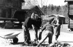 Planting av tuntre i Telemarkstunet i april 1968.