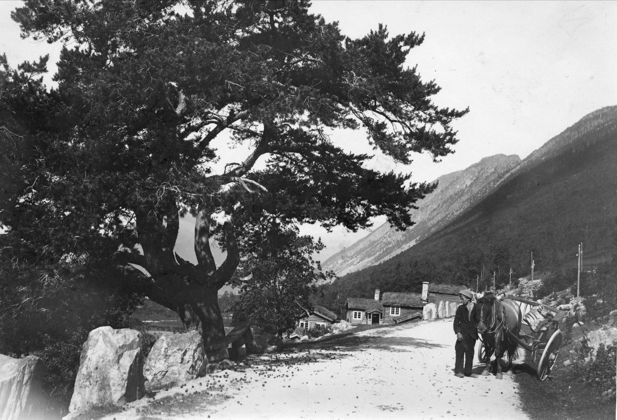 Veiparti med mann med hest og kjøretøy, ukjent sted.
Serie tatt av Robert Collett (1842-1913), amatørfotograf og professor i zoologi. 