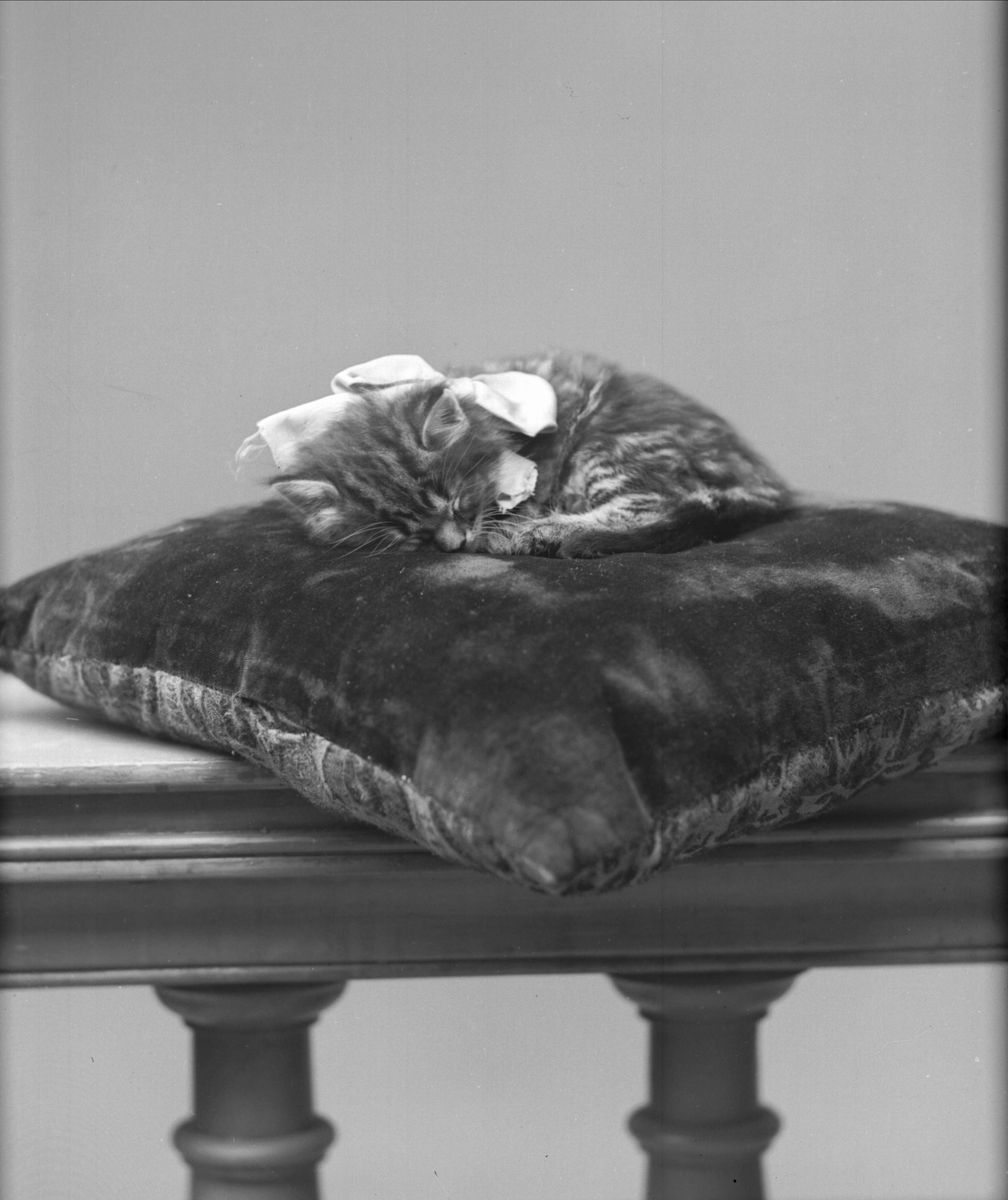 Portrett, sovende katt på pute. Wilhelmsens katt.