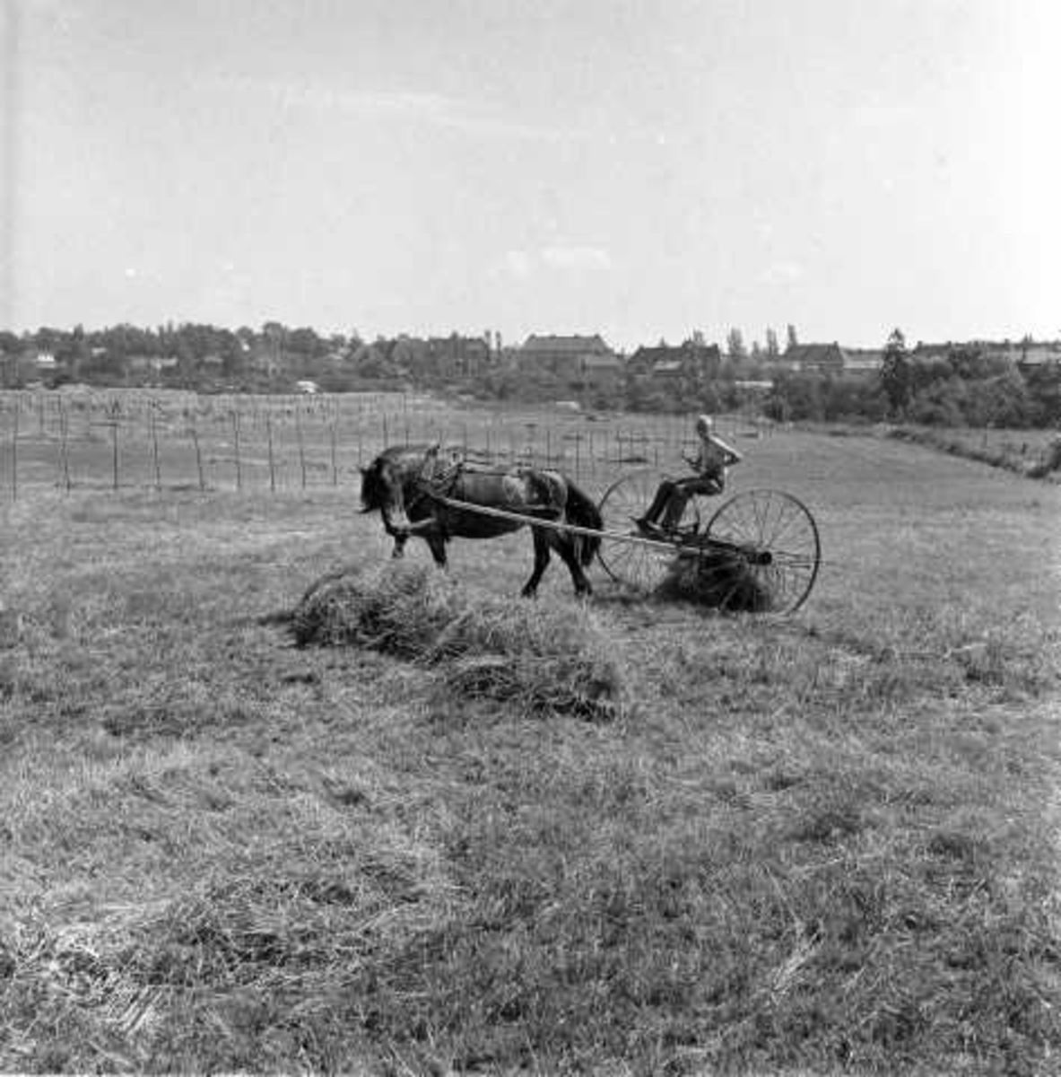 Hest og vogn på jorde, 1956.