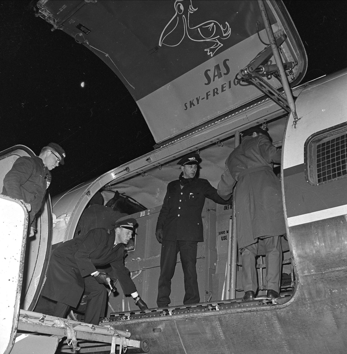 Travhest. Fraktet med fly fra U.S.A til Fornebu Lufthavn, desember 1962.