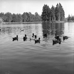 Bugårdsparken, Sandefjord, Vestfold, 30.07.1955. Ender.