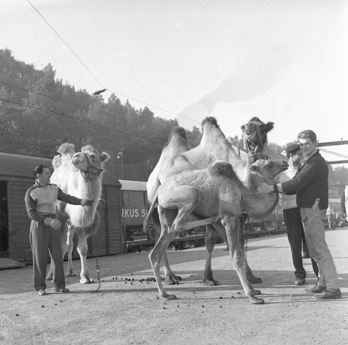 Oslo, september 1958, Sirkus Scott i byen, med elefanter, kameler, hester og sirkusartister.
