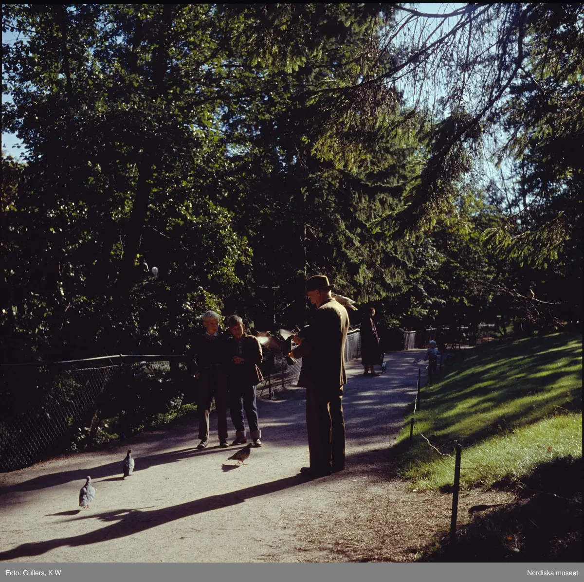 Göteborg. Man matar fåglar i Slottsskogen.