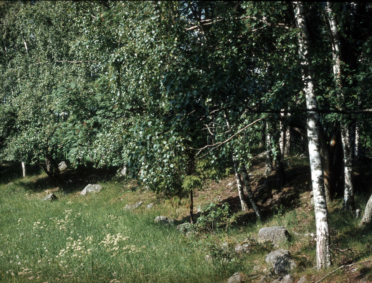 Odlingslandskap i Stora Norrhammar, Kungs-Husby socken, Uppland 1981
