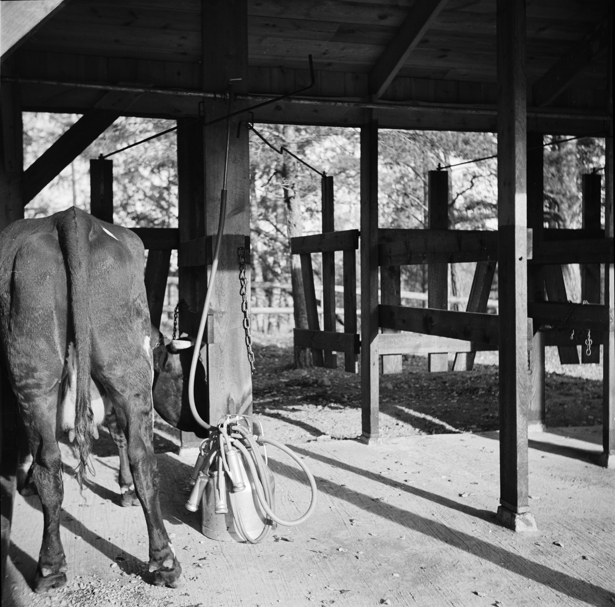 Mjölkning av kor på bondgård, sannolikt Uppland, 1937