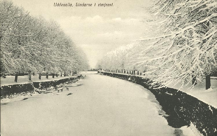 Tryckt text på vykortets framsida: "Uddevalla, Lindarna i rimfrost."