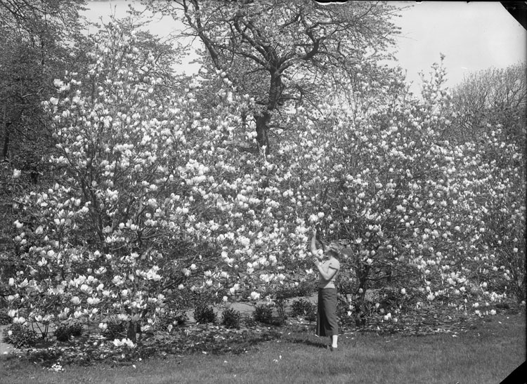 Magnolia i blom på Morlanda Säteri