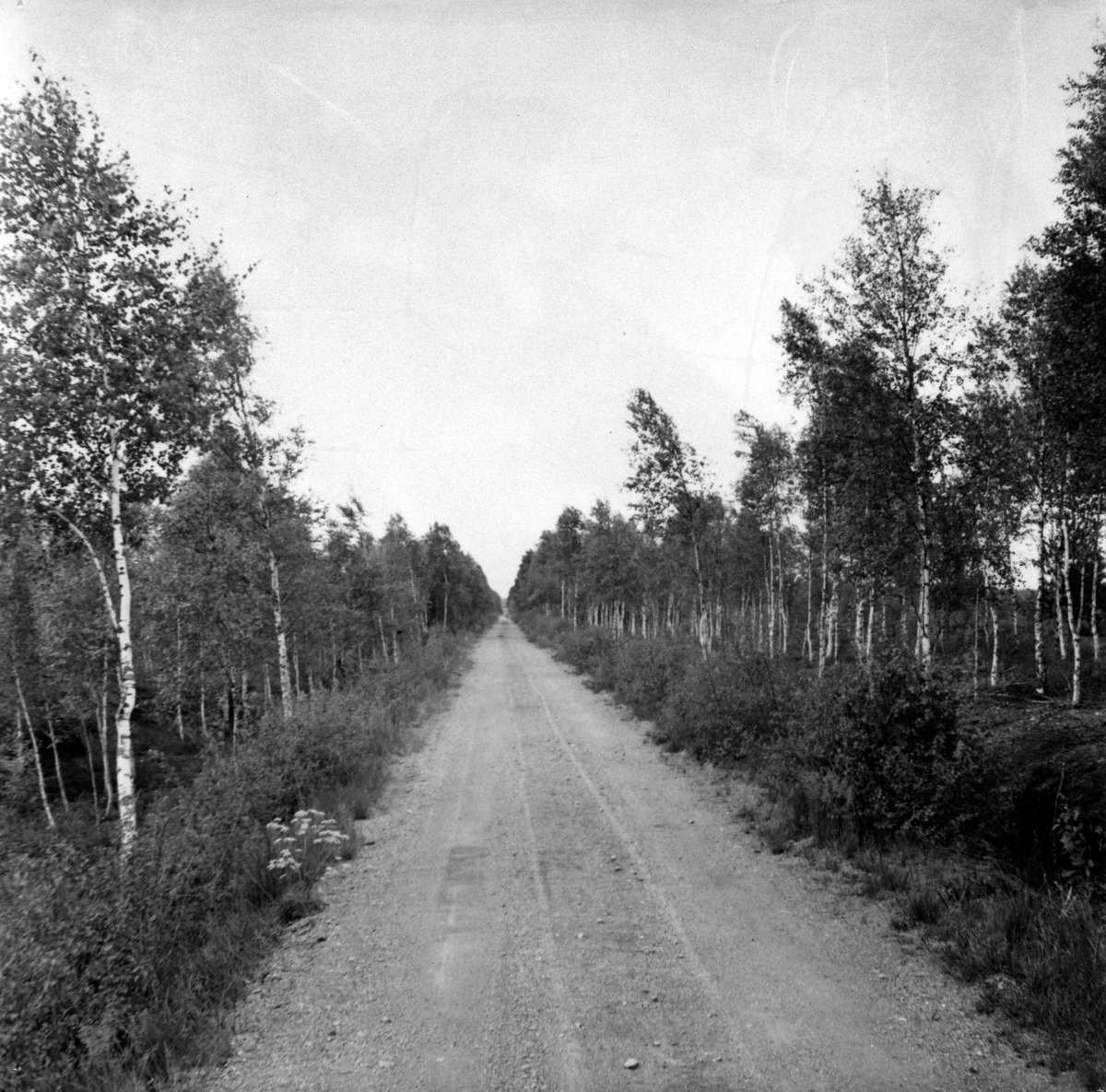 Vägen över Turba mosse mot Ubbarp i Rogberga socken.