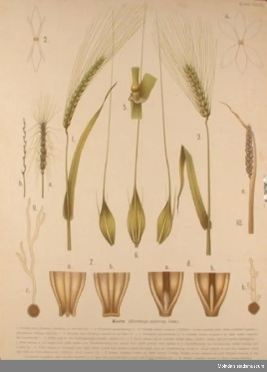 Biologi:Korn.Målat av Henrietta Sjöberg.J. Eriksson. Botaniska väggtavlor. 2:a upplagan.Lit. o. tr. i Gen. stab.