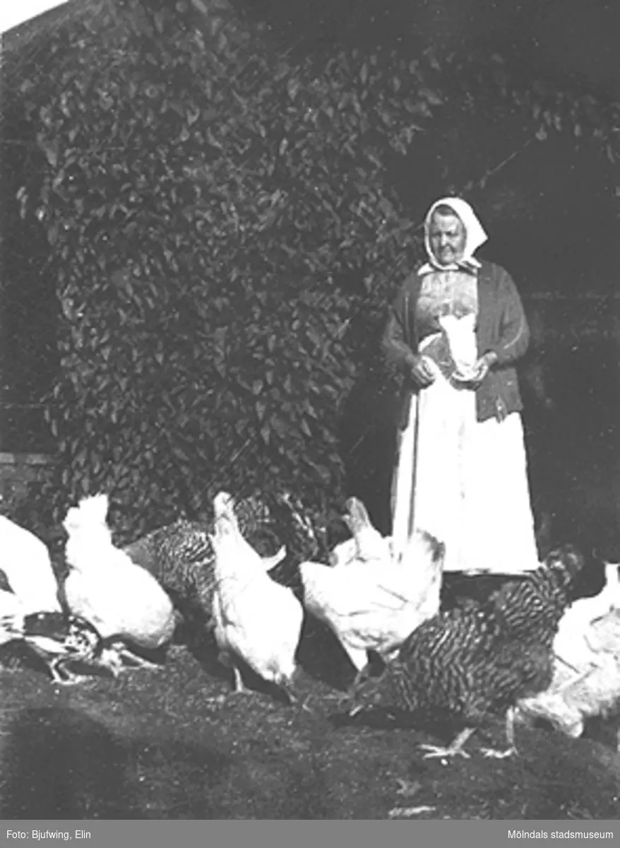 Josefina Andersson matar sina höns, 1925.