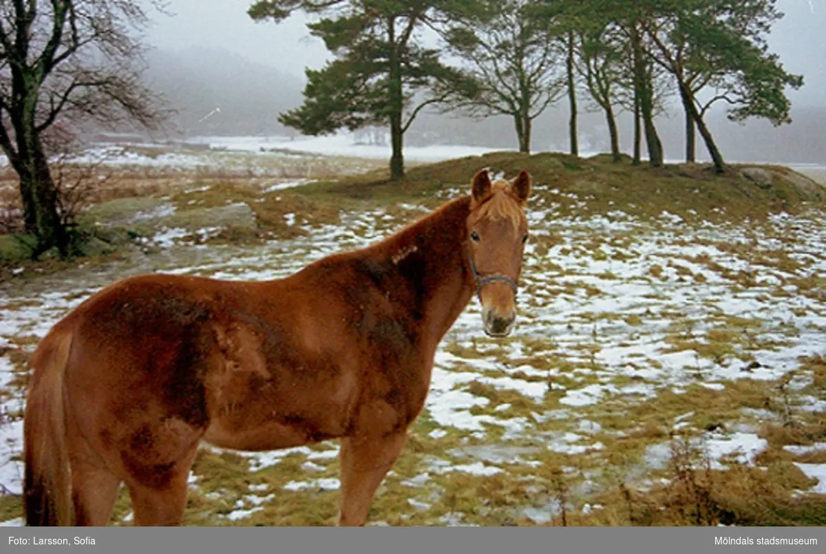 Hage med en fuxfärgad häst i förgrunden och en talldunge i bakgrunden.
 2002-01-07.
