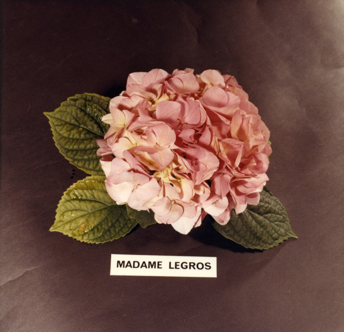 Studiobilde av Hortensiaplante, type "Madame Legros".