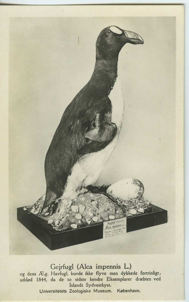 'Monterad Garfågel med ägg. ::  :: Oskrivet vykort från Universit. Zoolog. Museum, Köpenhamn, 1925. ::  :: Ingår i serie med fotonr. 1003-1014.'