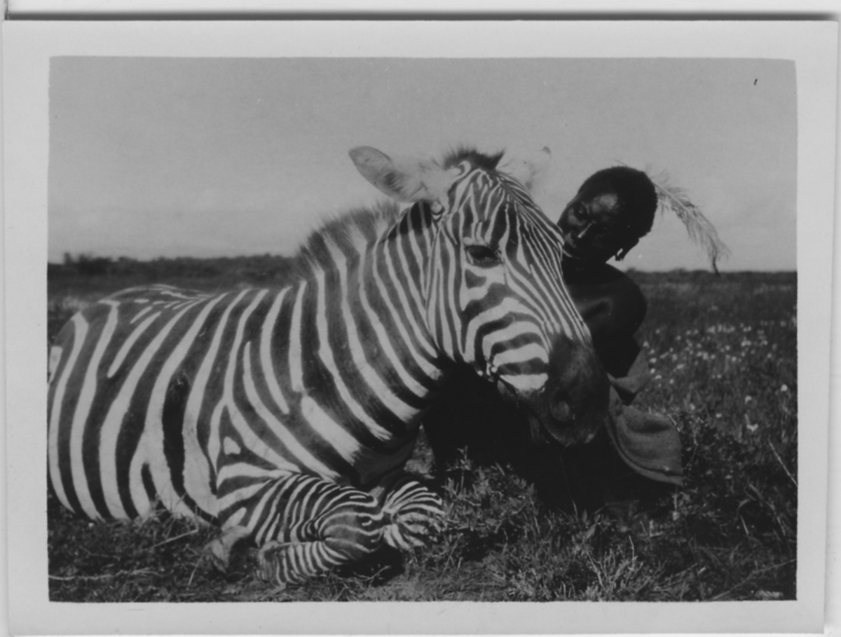 'Zebra, skjuten. 1 person sittande intill, håller upp huvudet. I bakgrunden öppen gräsmark. ::  :: Serie fotonr 1434-1449'