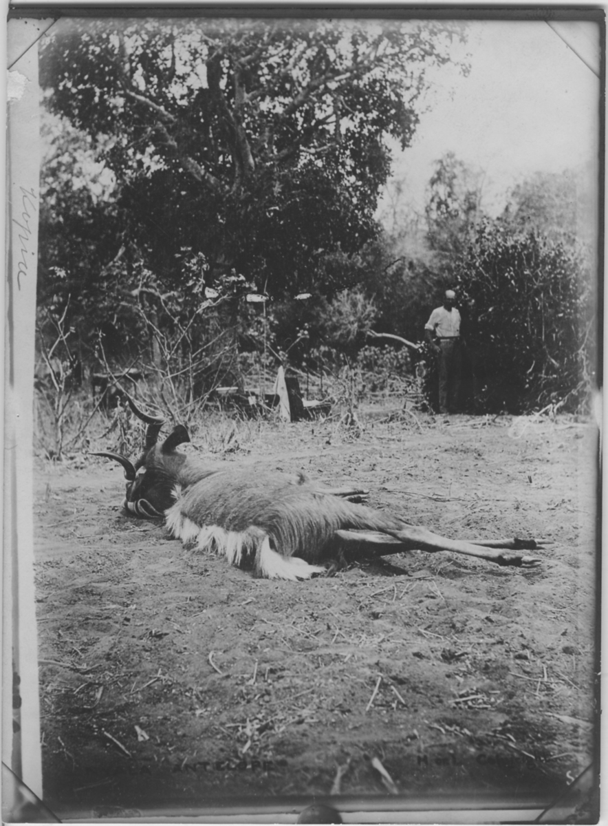 'Antilop (skjuten) liggande på marken, liggande helt på sidan. 1 man står i bakgrunden framför träd. ::  :: Ingår i fotoserienr 149-155.'