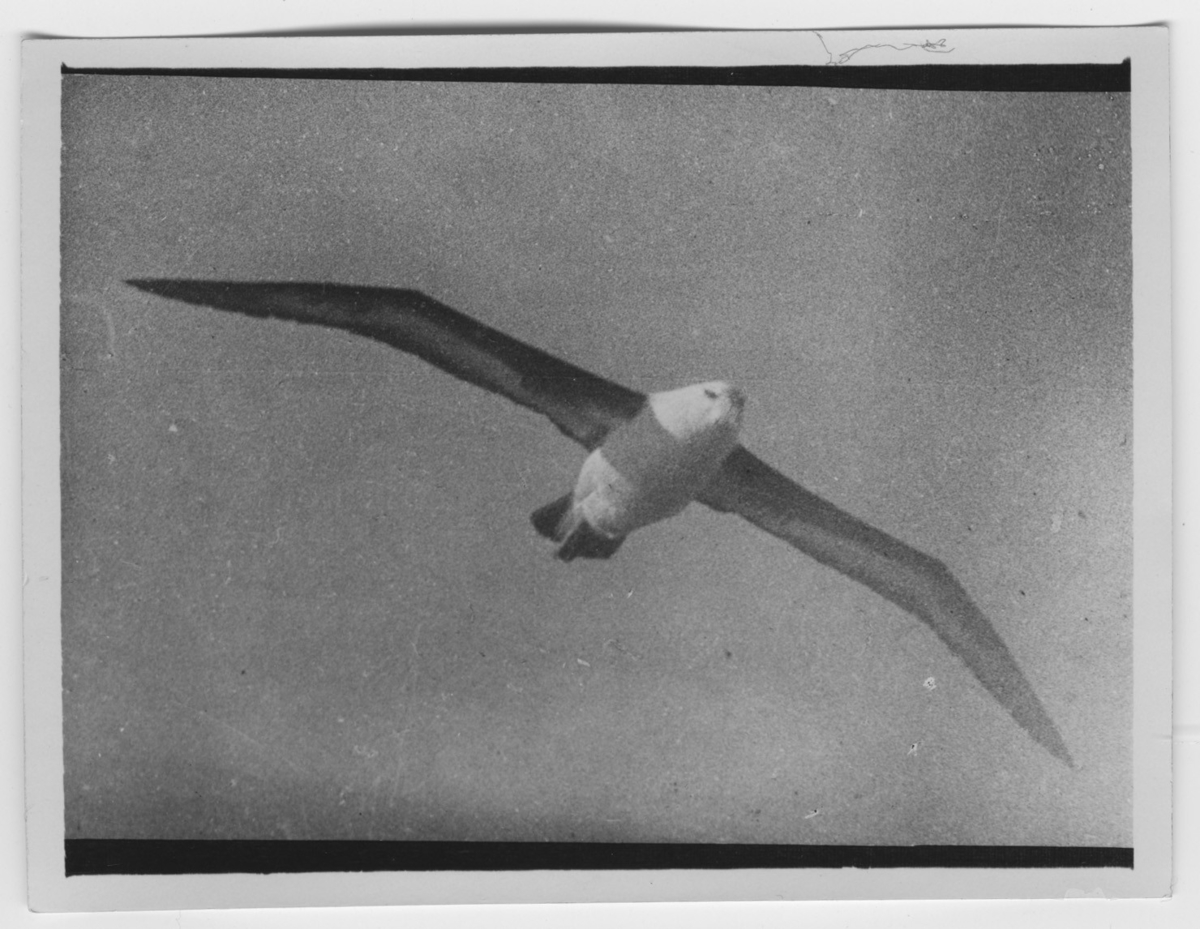 'Flygande albatross, närbild. ::  :: Ingår i serie med fotonr. 2003-2011.'