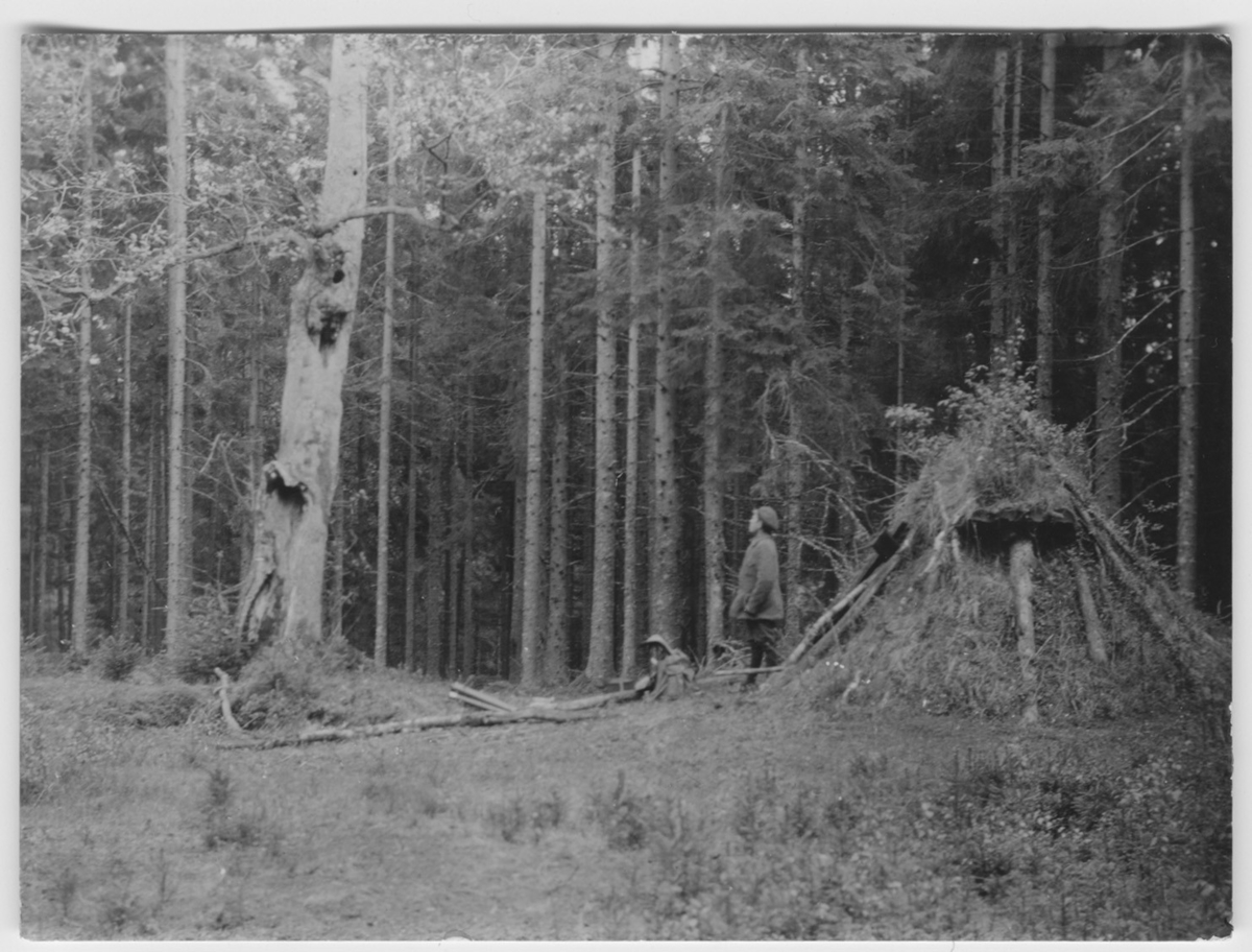 'Kattugglans boplats. 1 person bredvid hydda tittar upp mot en trädstam. I bakgrunden granskog. ::  :: Ingår i serie med fotonr. 2524-2557.'