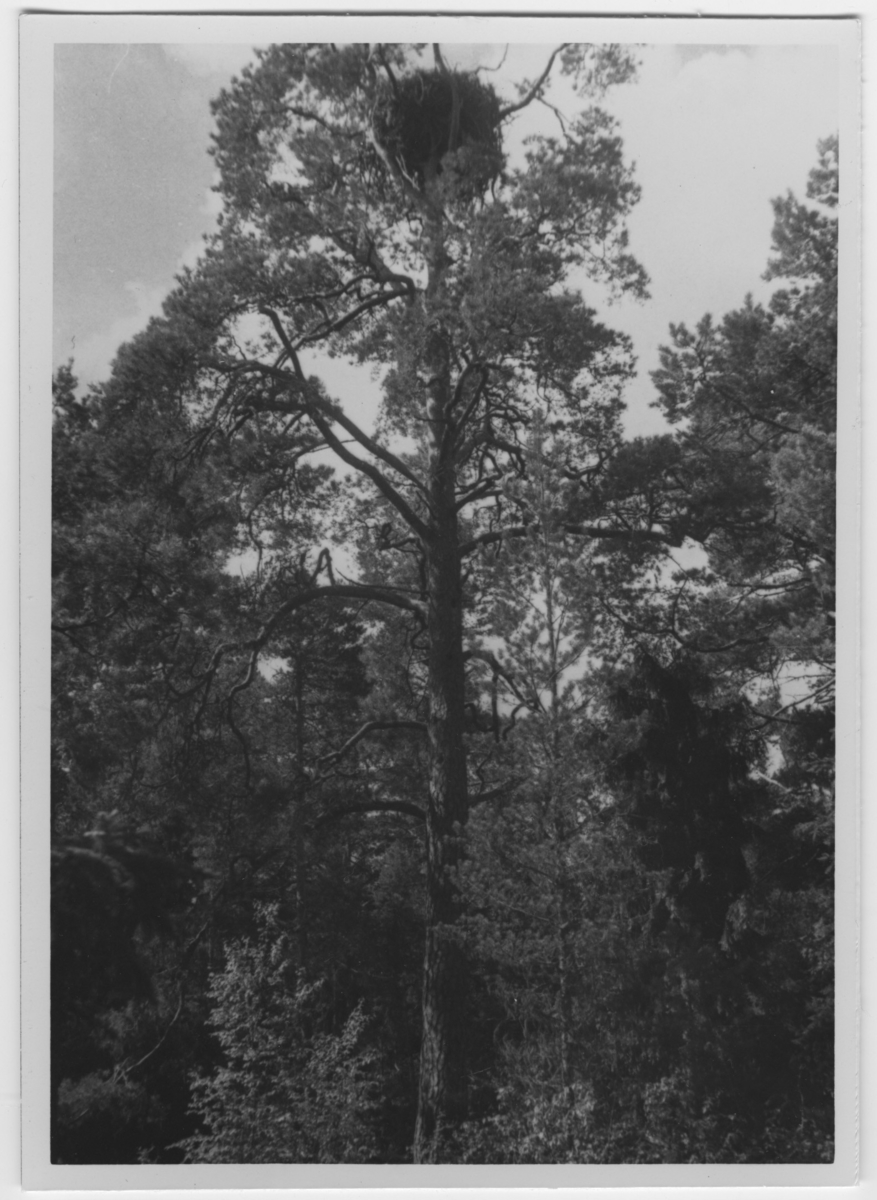 'Havsörnsbo i tall på Skälgrund, norra Uppland. Text på baksidan: ''Havsörn, bo 12 meter i diameter, 1 meter tj.?'' ::  :: Ingår i serie med fotonr. 4053-4059.'