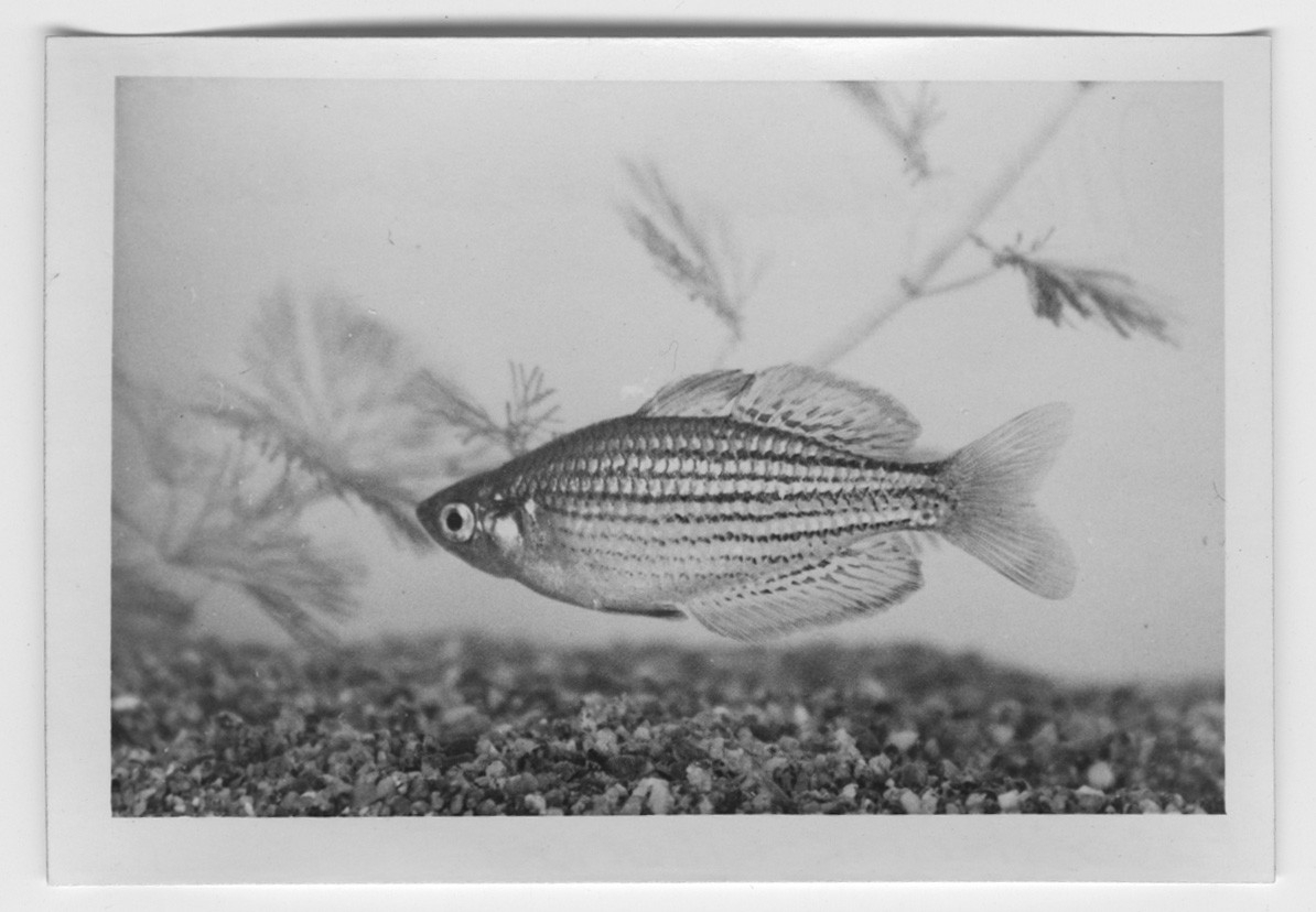 'Regnbågsfisk, hane. I akvarium. ::  :: Ingår i serie med fotonr. 4393-4400.'