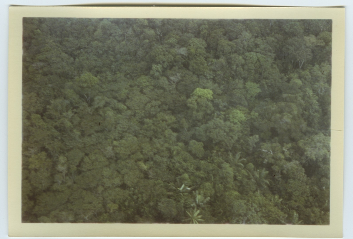 'Färgkopior efter diabilder tagna av Bengt Hubendick 1966 i  Amazonas, ett par mil norr om Manaus i Beléms botaniska trädgård och på Trinidad: ::  :: Vy (flygbild?) över regnskog. ::  :: Ingår i serie med fotonr. 4730-4768.'
