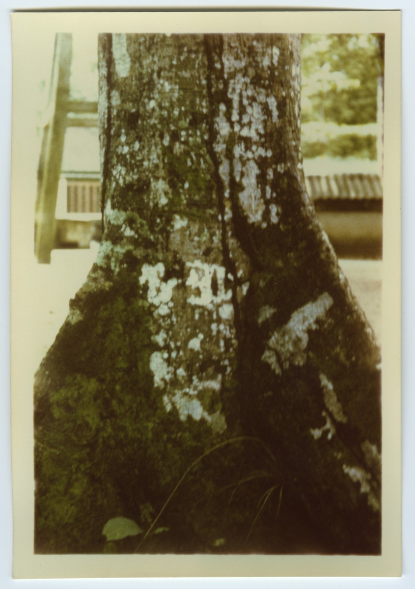 'Färgkopior efter diabilder tagna av Bengt Hubendick 1966 i  Amazonas, ett par mil norr om Manaus i Beléms botaniska trädgård och på Trinidad: ::  :: Närbild på träd. Någon form av byggnad i fonden. ::  :: Ingår i serie med fotonr. 4730-4768.'