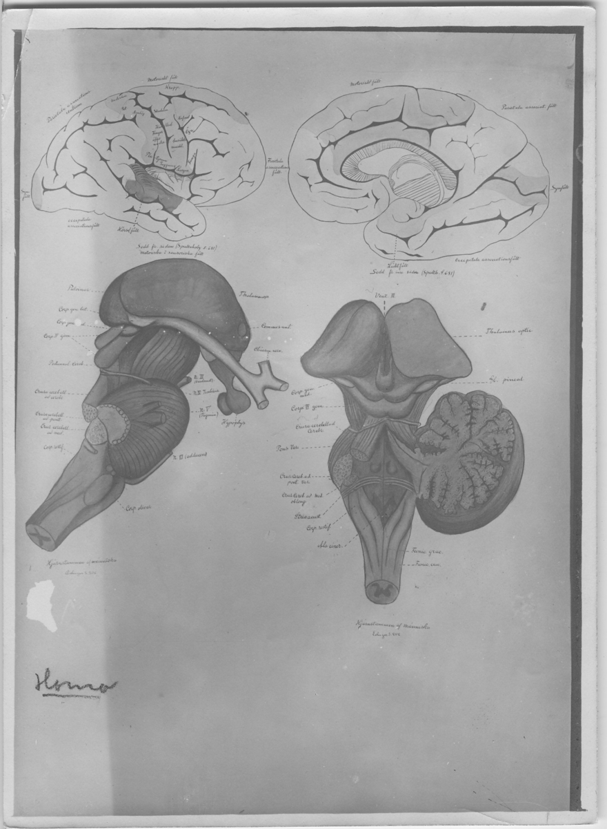 'Teckning av hjärna, hos människa, sedd från sidan med motoriska- och sensoriska fält och från inre sidan. Även illustration av hjärnstammen hos människa. Latinska namn på organens delar är utsatta. :: På teckningen finns en hänvisning till s. 681, 236 och 242. ::  :: ''Fotografier använda vid dissektionskursen våren 1928'' . :: Avfotograferade teckningar på skelett och organ. :: På baksidan av vissa står det Kerstin Nyblén :: V.T.-18 :: ur bok'