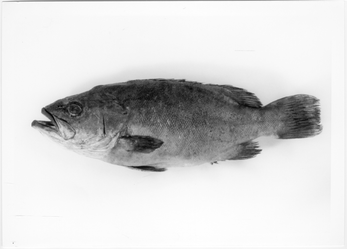 'Närbild på vrakfisk sedd från sidan. Bildtext enligt Årstryck 1999: ''Fig. 2. Vrakfisken som donerades av Havsfiskelaboratoriet i Lysekil.'' ''63 cm lång och vägde 5 kg. ::  :: Ingår i serie med fotonr. 6765:1-39.'