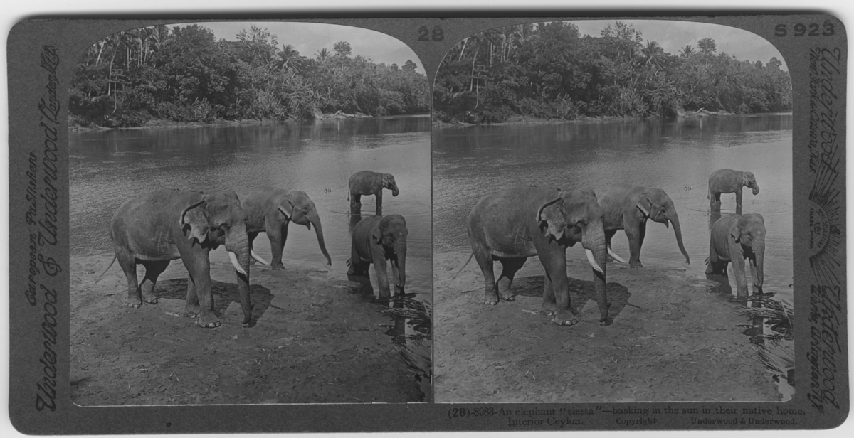 '4 tama elefanter som badar.  Bildbeskrivning: ''An elephant siesta basking in the sun in their native home.'' ::  :: Se fotonr. 683-685.'