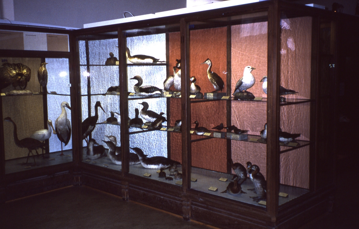 'Fågelgången på Göteborgs Naturhistoriska museum: :: Svensak fåglar. Lommar. Andfåglar. Skedstork. ::  :: Ingår i serie med fotonr. 1-27'