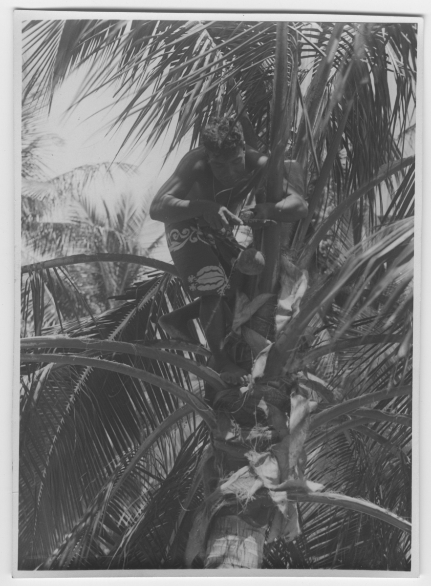 'Bock och Hessle Gilbertöarnaexpeditionen: ::  :: 1 man sittande i palm. Text på baksidan: ''Ung blomställning avskäres och saften (palmtoddy) fås nedrinna i ett kärl av kokosnöt.'' ::  :: Ingår i serie med fotonr. 6977:1-15.'
