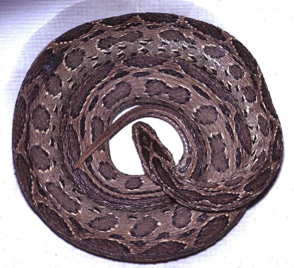 Daboia siamensis Naturhistoriska Museum / DigitaltMuseum