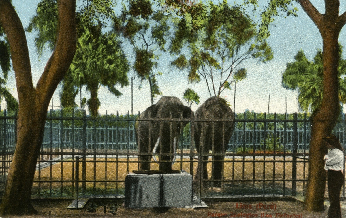 '2 st elefanter innanför staket, 1 person står utanför. Text på vykortet: ''Lon Elefantes.'''