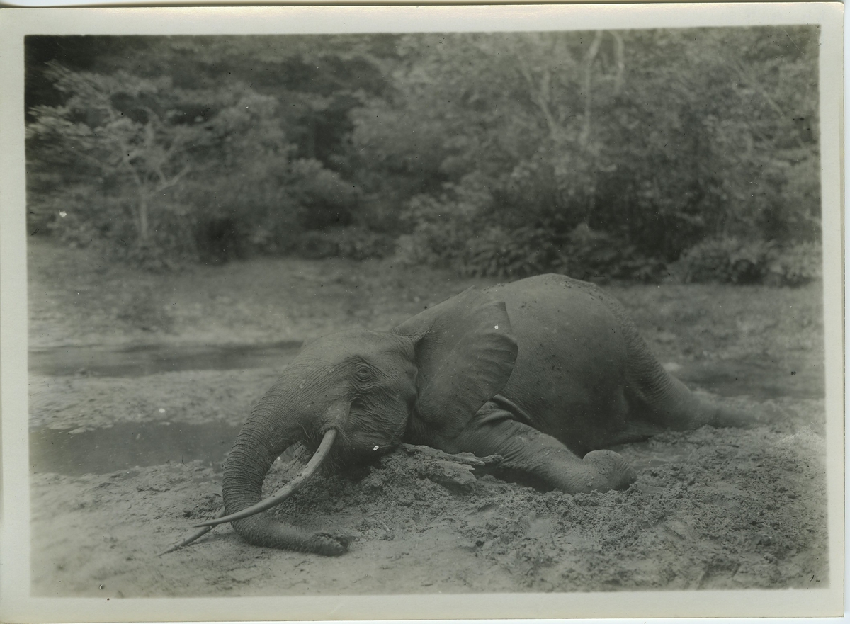 'Elefant, hona (s.k. Bénenge-elefant.) Djuret liggande i ställning som om det trillat framstupa. ::  :: Serie fotonr 983-996'