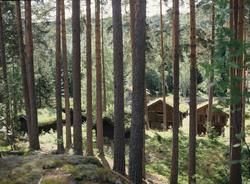 Bygdetun sett gjennom furuskogen på Kviteseid Bygdetun, Tele