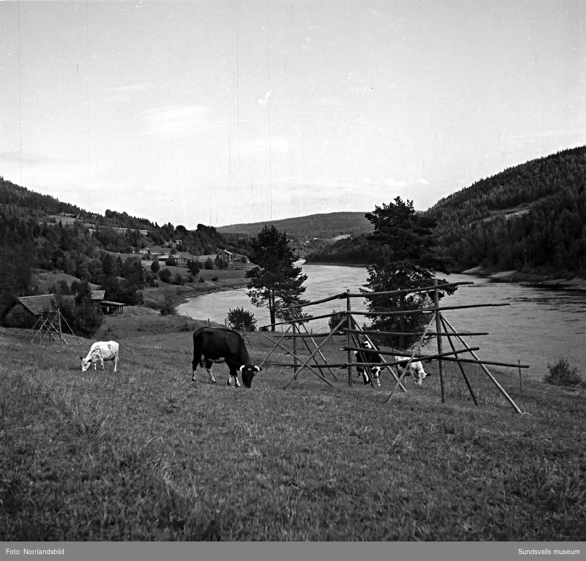 Sommarbilder från landsbygden, betande kor, häst med hölass och diverse odlingar.
