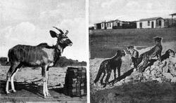 Dyr på gaten i Benguella