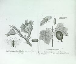 Stikkelsbærmøll og Gul Stikkelsbærbladveps