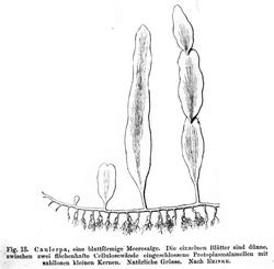 Caulerpa, en bladformet havalge