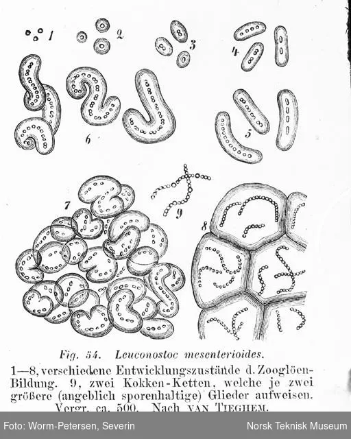 Bakterie - leuconostoc mesenterioides - etter van Tieghem